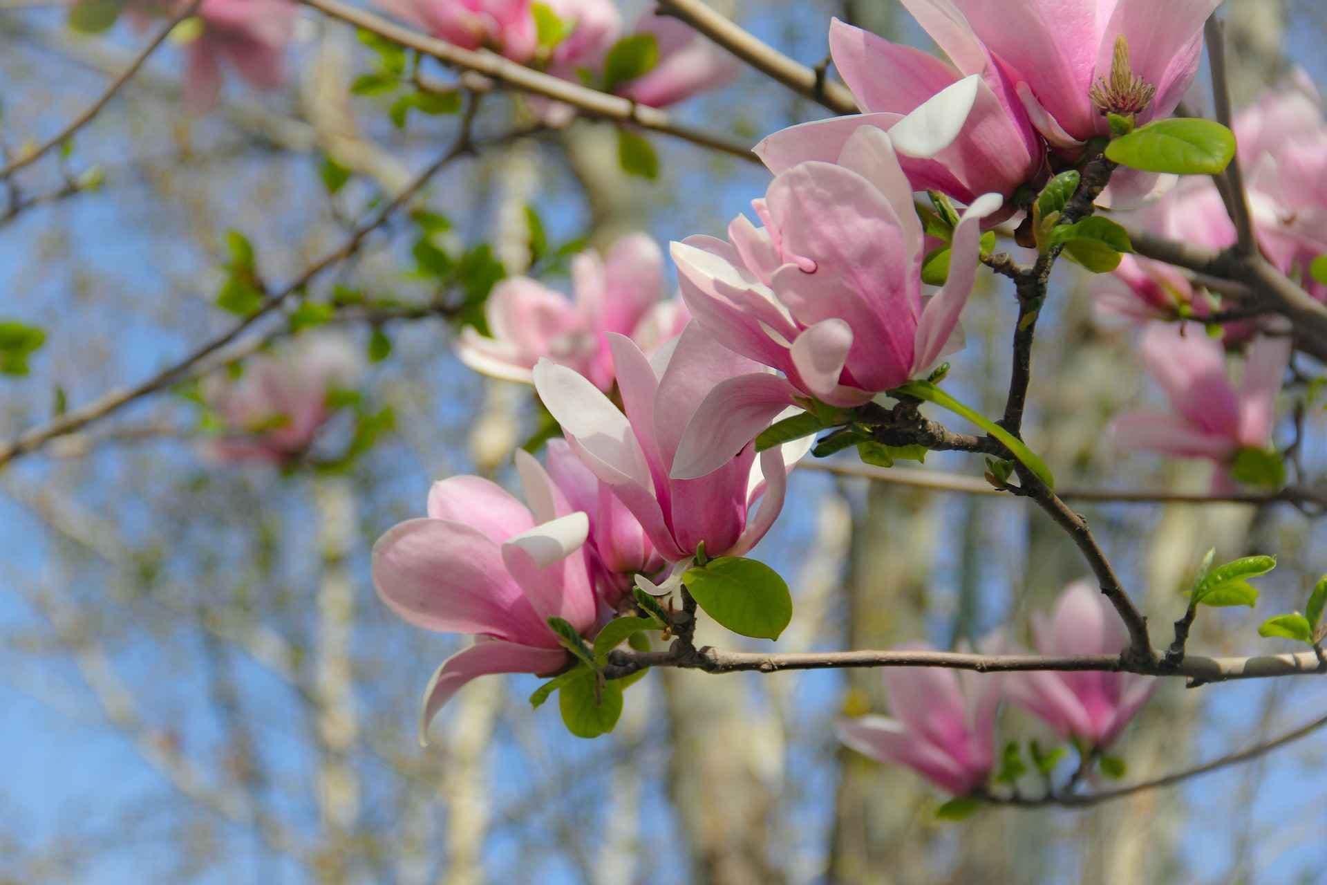 Magnolia med rosa og hvit blomst. Foto. 